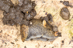 Tandonia budapestensis