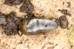 Tandonia budapestensis