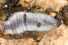 Tandonia budapestensis