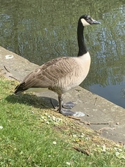 Branta canadensis