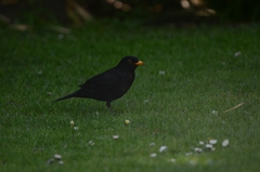 Turdus merula
