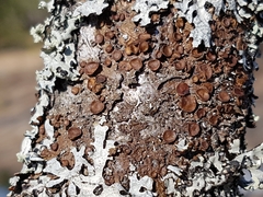 Melanohalea septentrionalis