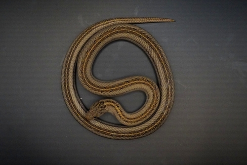 Striped Kukri Snake, Oligodon taeniatus