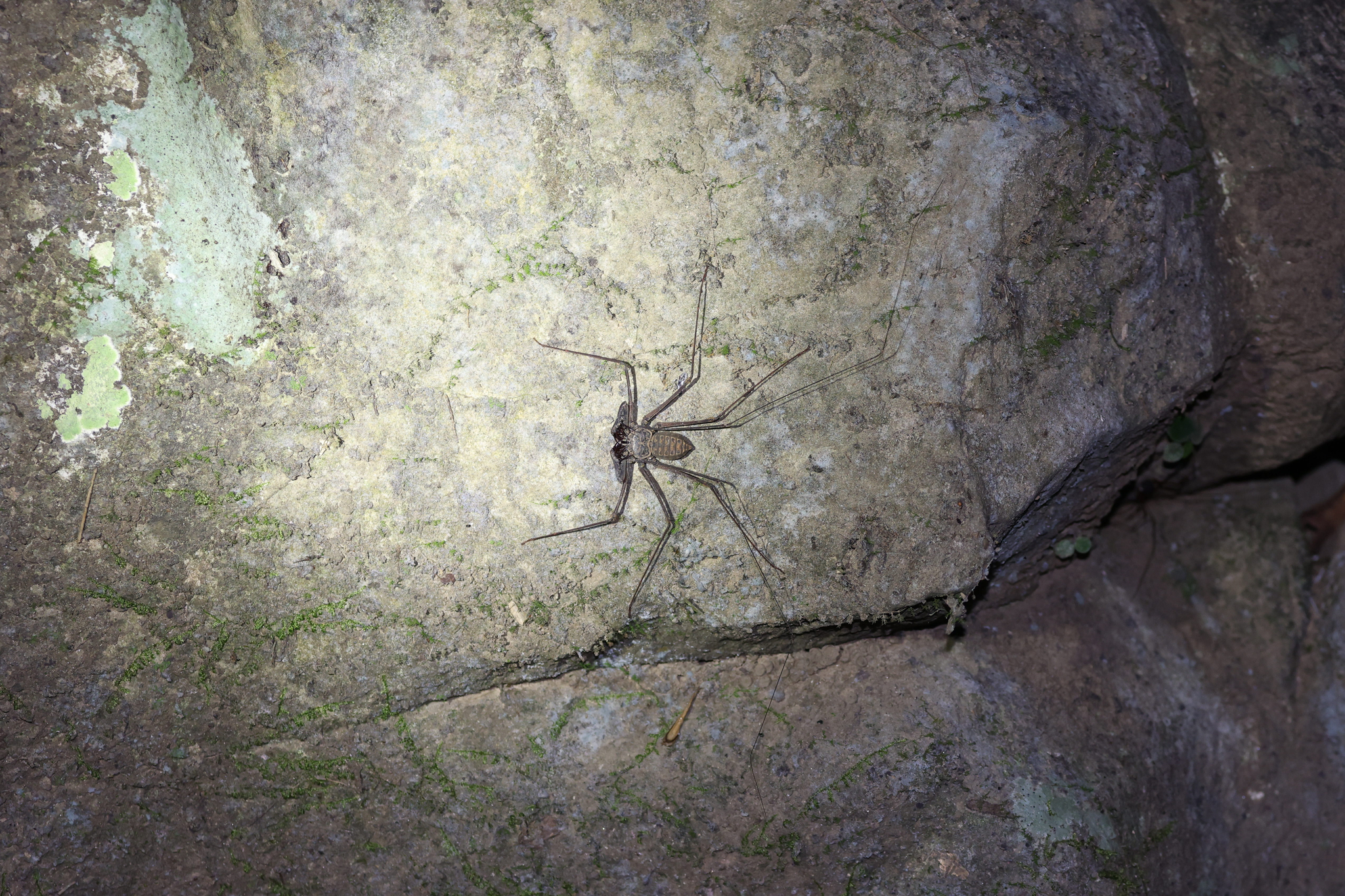 Heterophrynus batesii (Butler, 1873)