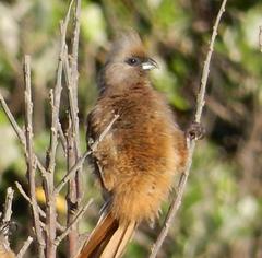 Speckled Mousebird photo 6