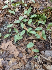Erythronium americanum
