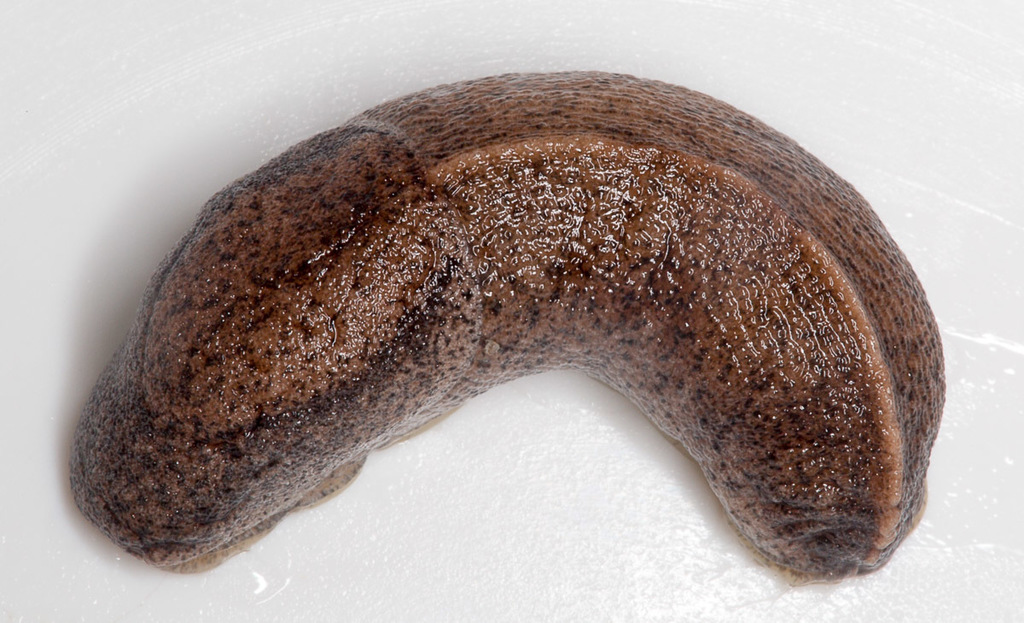 Spotted Keeled Slug