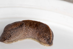 Tandonia rustica
