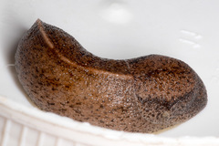 Tandonia rustica