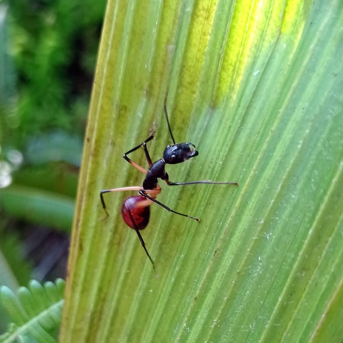 Dinomyrmex gigas borneensis (Dinomyrmex gigas borneensis)
