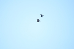 Corvus corone