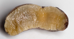 Tandonia rustica