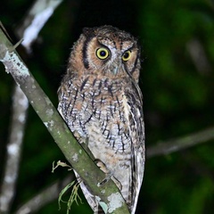 Long-Tufted Screech-Owl photo 4