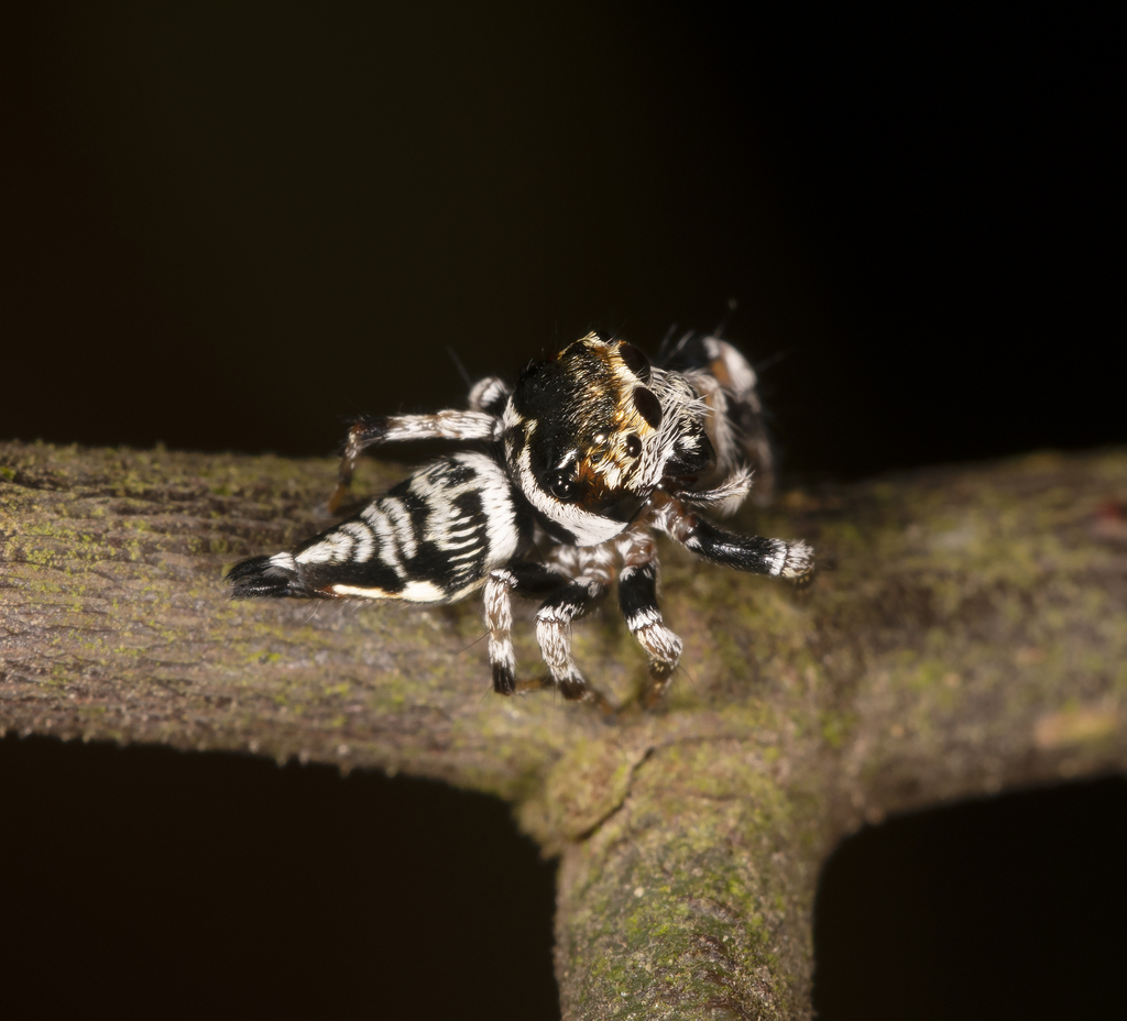 Ptocasius weyersi