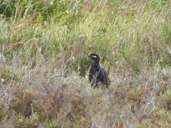 Francolinus francolinus