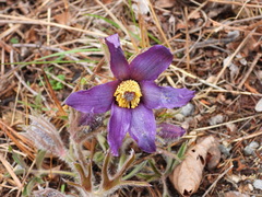Pulsatilla chinensis