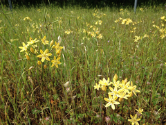 Triteleia ixioides