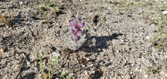 Lupinus concinnus
