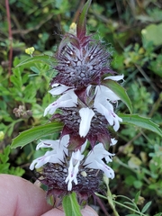 Monarda clinopodioides