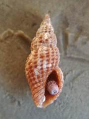 Raphitoma purpurea
