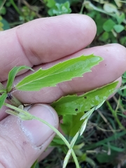 Monarda clinopodioides