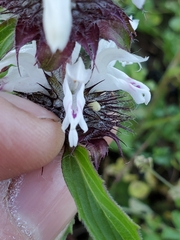Monarda clinopodioides