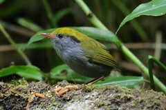 Slaty-Bellied Tesia photo 2