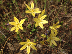 Triteleia ixioides