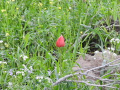 Tulipa agenensis