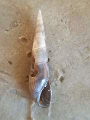 Eulima glabra