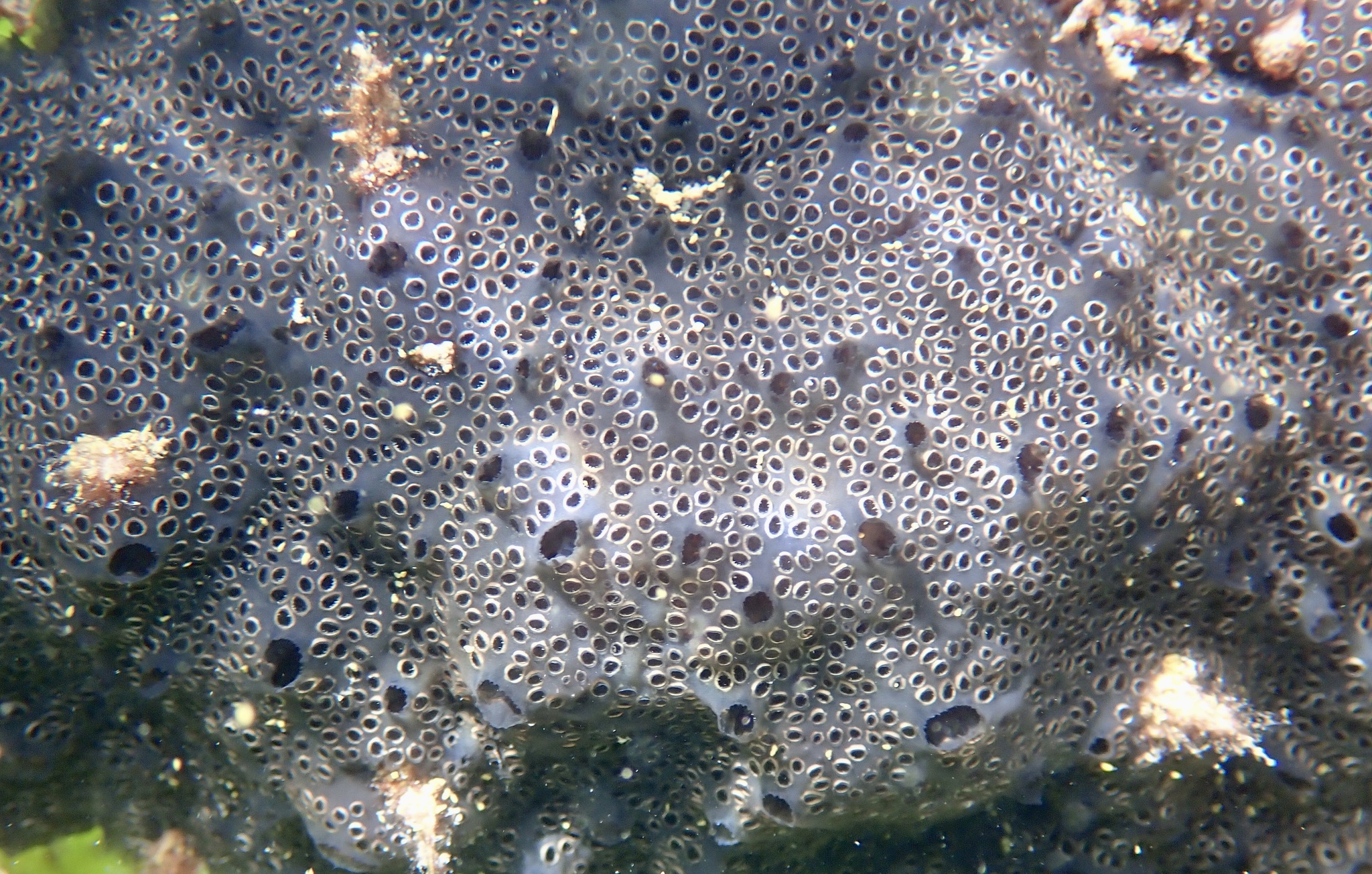 Distaplia bermudensis Van Name, 1902