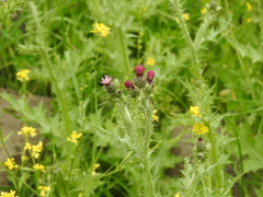 Carduus argentatus