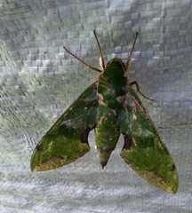 Euchloron megaera