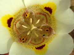 Calochortus superbus
