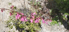 Penstemon clevelandii