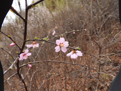Prunus triloba
