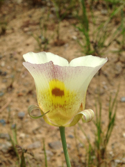 Calochortus superbus
