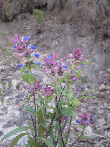 Jaliscan Clary (Salvia mexiae)