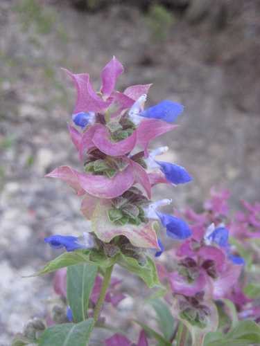 Image of Salvia mexiae by (c) Arturo Castro Castro, some rights reserved (CC BY)