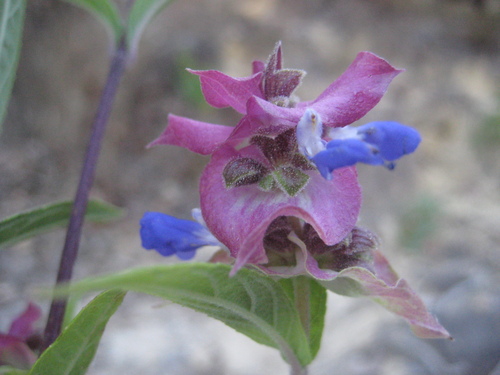Image of Salvia mexiae by (c) Arturo Castro Castro, some rights reserved (CC BY)