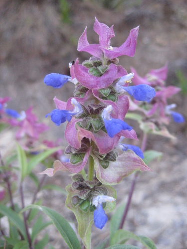 Image of Salvia mexiae by (c) Arturo Castro Castro, some rights reserved (CC BY)