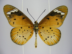 Acraea encedana