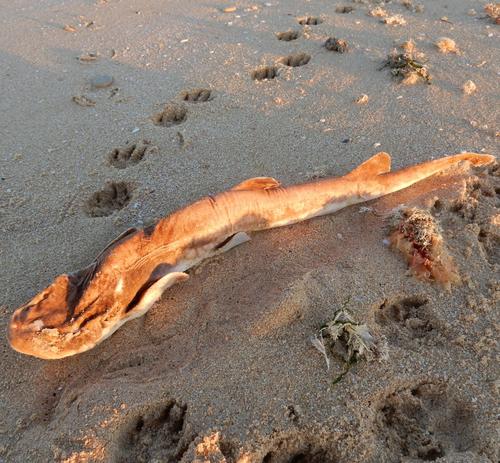 Haploblepharus fuscus