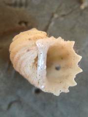 Clathrella clathrata