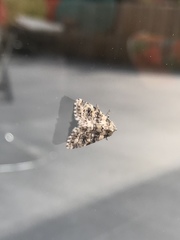 Bryophila domestica
