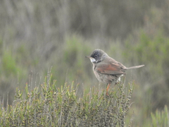 Curruca conspicillata