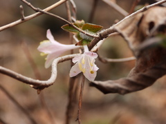 Lonicera elisae