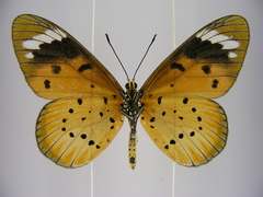 Acraea encedana
