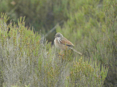 Curruca conspicillata