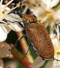 Mycterus curculioides